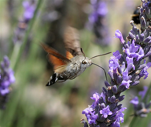 Hummingbird hawk-moth